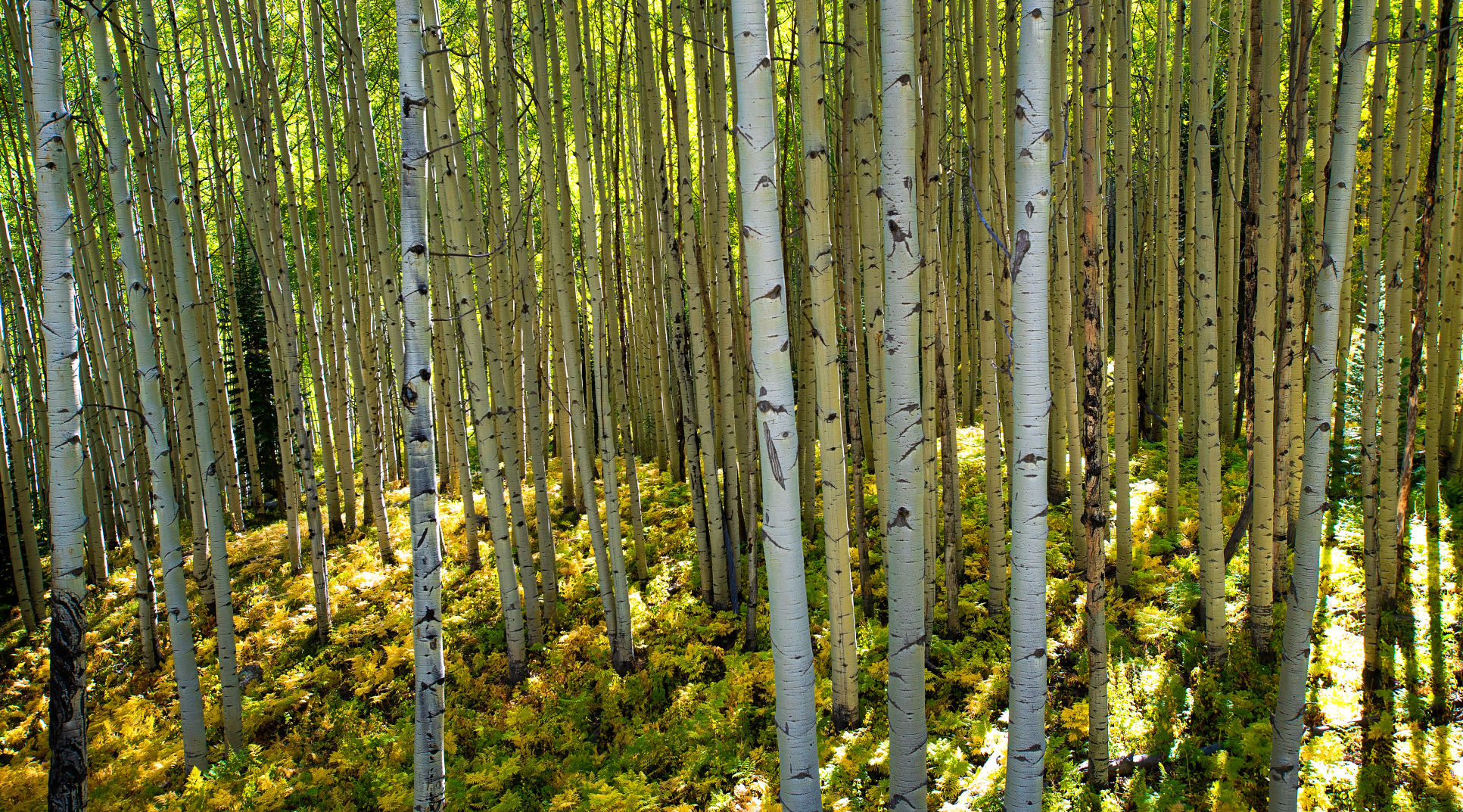 09_25_19 crested butte1558.jpg